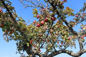 rote Früchte alkotó: Alexandra Joseph
