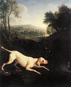 XIV. Lajos kutyája, Tane