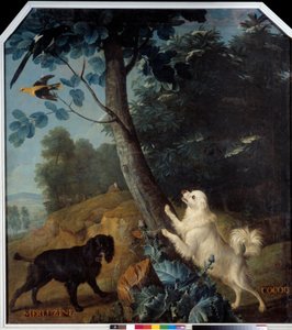 Merluzine és Cocoq, XIV. Lajos kutyái (1638-1715). Francois Desportes (1661-1743) festménye alkotó: Alexandre Francois Desportes