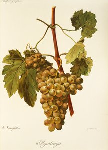 Agostenga szőlő, A. Kreyder alkotó: Alexis Kreyder