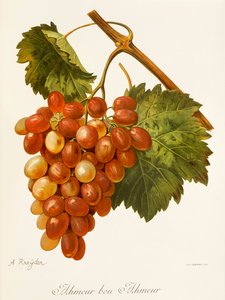 Ahmeur Bou Hameur szőlő, A. Kreyder