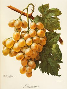 A. Kreyder amokrane szőlő alkotó: Alexis Kreyder