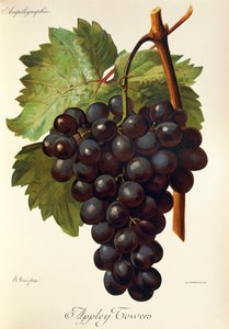 Appley Towers grape. Illustration by A. Kreyder., Pessione, from Traite General de Viticulture. Ampelographie   1414803   hu       hungarian Successfully Translated  Original: Samson and Delilah Translat: Samson and Delilah 1406365 hu hungarian Successfull alkotó: Alexis Kreyder