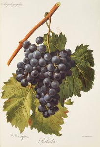 Bibiola szőlő, A. Kreyder alkotó: Alexis Kreyder