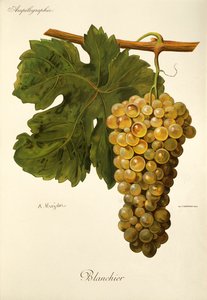 Blanchier szőlő, A. Kreyder