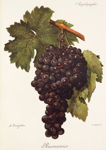 Buonamico szőlő, A. Kreyder alkotó: Alexis Kreyder