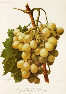 Cannon Hall Muscat szőlő, A. Kreyder