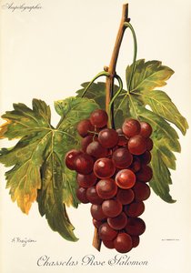 A. Kreyder Chasselas Rose Salomon szőlő