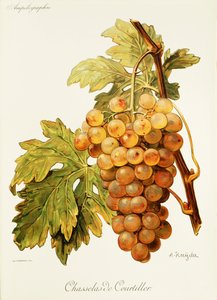 A. Kreyder Chasselas de Courtiller szőlő alkotó: Alexis Kreyder