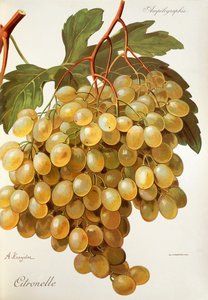 A. Kreyder Citronelle szőlő alkotó: Alexis Kreyder