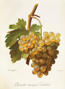 Clairette Musquee szőlő, A. Kreyder alkotó: Alexis Kreyder