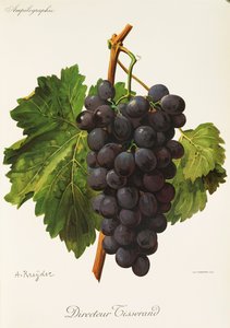 Rendező Tisserand szőlő, A. Kreyder