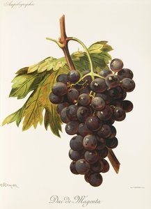 A. Kreyder Duc de Magenta szőlő alkotó: Alexis Kreyder
