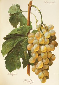 Faphly szőlő, A. Kreyder alkotó: Alexis Kreyder