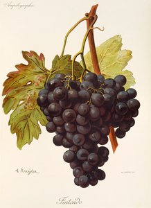 Fintendo szőlő, A. Kreyder alkotó: Alexis Kreyder