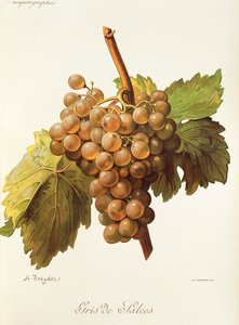 A. Kreyder Gris de Salces szőlő alkotó: Alexis Kreyder