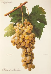 A. Kreyder Himenes Jumbon szőlő