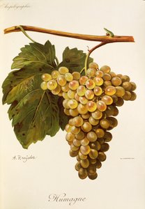 Humage szőlő A. Kreydertől alkotó: Alexis Kreyder