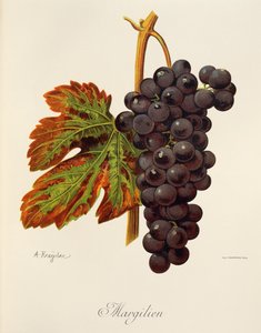 Margilien szőlő, A. Kreyder alkotó: Alexis Kreyder