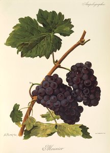 A. Kreyder Meunier szőlő alkotó: Alexis Kreyder