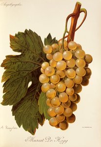 Muscat Dr. Hogg szőlő, A. Kreyder alkotó: Alexis Kreyder