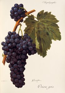 Oriou Gris szőlő, A. Kreiter alkotó: Alexis Kreyder