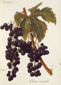 Oriou Vourard markolat, A. Kreiter alkotó: Alexis Kreyder