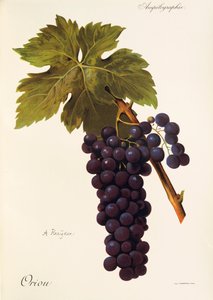 Határfogás: A. Kreiter