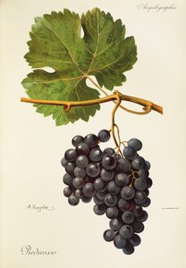 Piedirosso szőlő, A. Kreyder alkotó: Alexis Kreyder