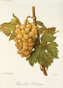 Precoce de Malingre szőlő, A. Kreyder alkotó: Alexis Kreyder