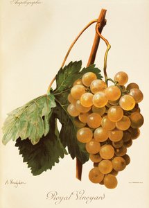 A. Kreyder Royal Vineyard szőlő alkotó: Alexis Kreyder