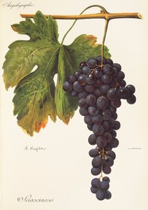 Sciascinoso szőlő, A. Kreyder alkotó: Alexis Kreyder