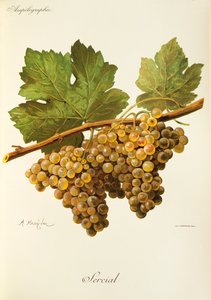 Sercial szőlő, A. Kreyder