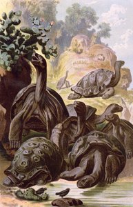 Óriásteknősök a Galápagos-szigetekről, egy természetrajzi könyvből, 1887