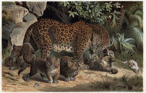 Panthere és fiókái - Panthera, a „Brehm