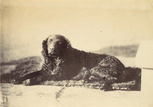 Péter, 1860.