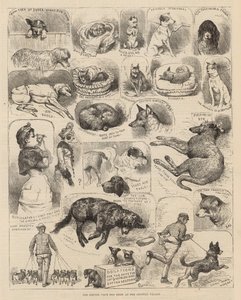 A Kennel Club kutyakiállítása a Crystal Palace-ban alkotó: Alfred Chantrey Corbould