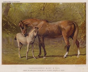 Telivér kanca és csikó (színes litho) alkotó: Alfred Chantrey Corbould