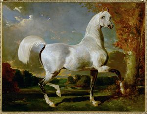 Etalon Arabe - arab telivér ... alkotó: Alfred Dedreux or de Dreux
