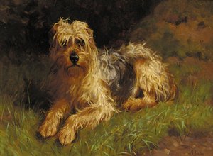 Puha szőrű búza terrier