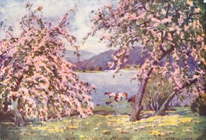 Lake District: Esthwaite Water, Apple Blossom (színes litográfia) alkotó: Alfred Heaton Cooper
