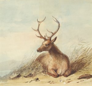 Elk, Rocky Mountains, 1837 körül (ceruza, toll, tinta és akvarell papíron) alkotó: Alfred Jacob Miller