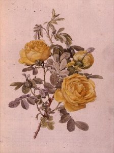 Rosa Genus, 10. szám, 755, 1910 körül
