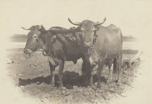  alkotó: Alfred Stieglitz