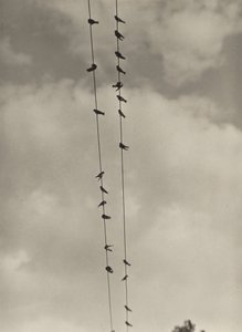 Madarak alkotó: Alfred Stieglitz