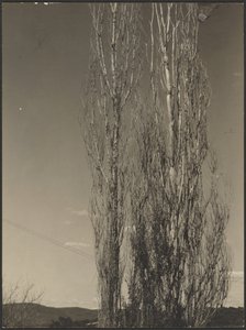 [Haldokló nyárfák, George-tó] alkotó: Alfred Stieglitz
