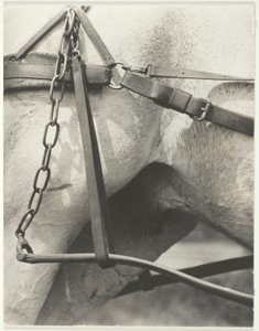 Egyenértékű, spirituális Amerika alkotó: Alfred Stieglitz
