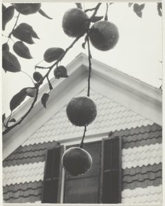 Gable és az almák alkotó: Alfred Stieglitz