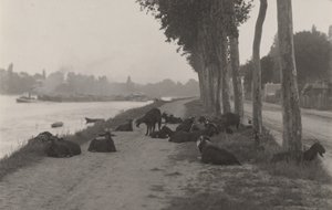 Kecskék Párizs környékén alkotó: Alfred Stieglitz