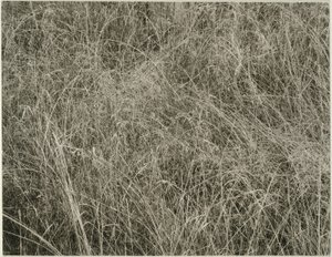 Fű alkotó: Alfred Stieglitz